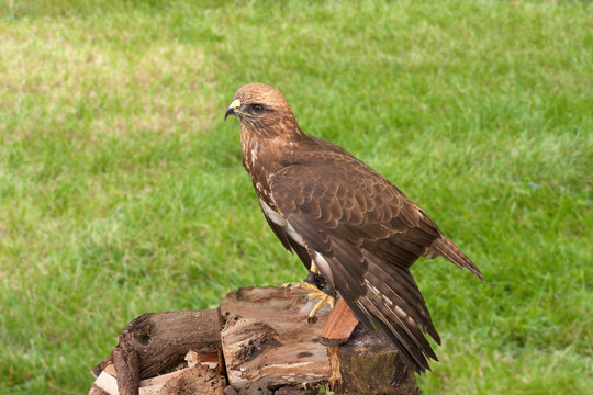Harris hawk perched on a pile of logs