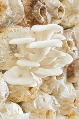 Oyster mushrooms