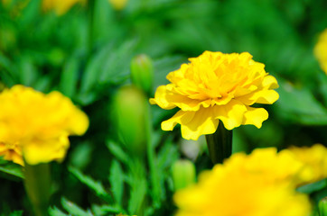 マリーゴールド　イエロー