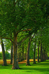 Fototapeta na wymiar Trees in Kensington Gardens at Autumn