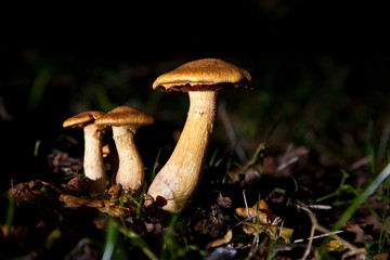 Mushroom between leaves on the ground
