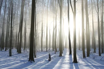  Winterbos op een mistige decemberochtend © joda