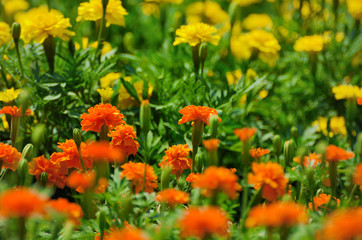 マリーゴールド　オレンジ