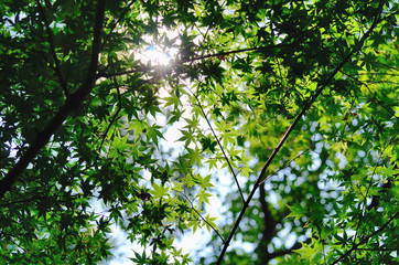 夏の日の木陰