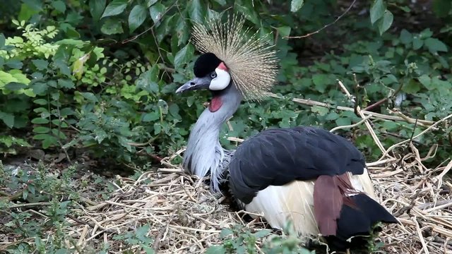 Crowned crane to sit on the nest (Balearica pavonina)