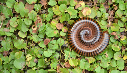 millipede