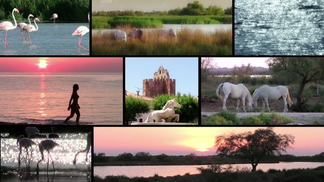 la camargue