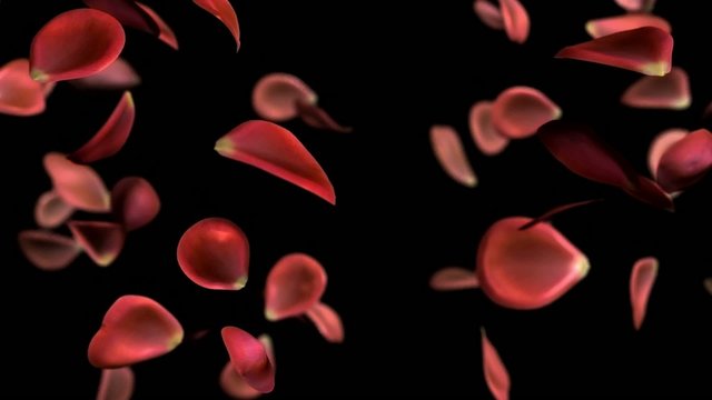 Rosenregen (freigestellt)