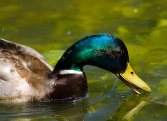 Mallard Duck