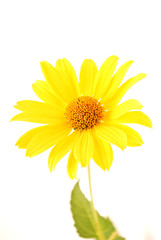 beautiful yellow Sunflower