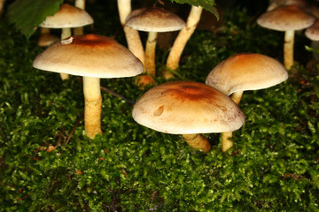Schwefelköpfe (Hypholoma fasciculare)