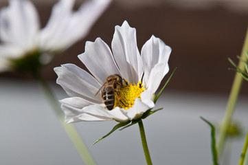 weiße Blume mit Biene © coehm