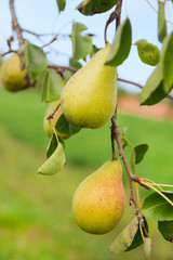 Ripe pears