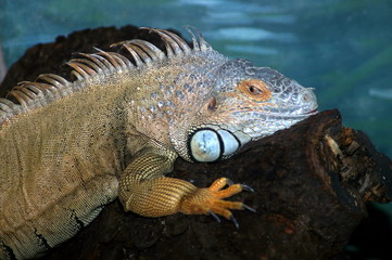 Heritage préhistorique