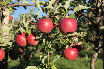 Apfel apple