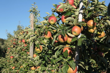 Apfelplantage © Siegmar