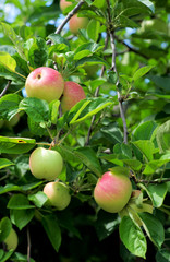 Mixed Color Apples on branches