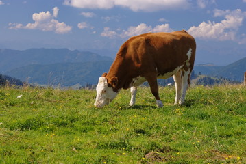Fototapeta na wymiar Krowy na polu