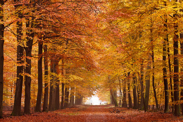 Fototapety  Aleja piaszczysta z drzewami jesienią