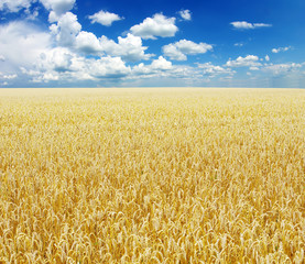 wheat field