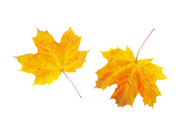 autumn maple leaf