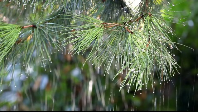 Gotas de lluvia
