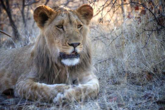 Amazing Lion in wildlife - Zimbabwe, Africa