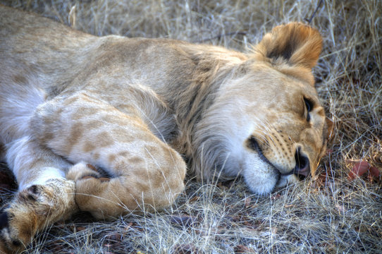 Lion in wildlife - Zimbabwe, Africa