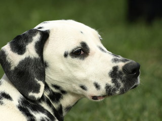 dalmata