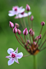 Flowering rush