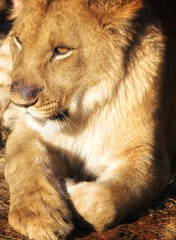 Amazing Lion in wildlife - Zimbabwe, Africa