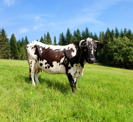 Fototapeta na wymiar Krowa stoi w polu