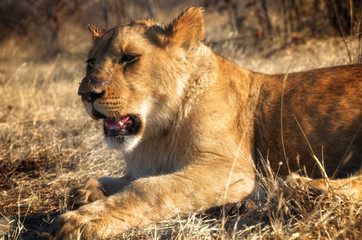 Lion in wildlife - Zimbabwe, Africa