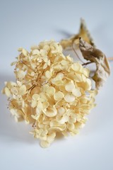 枯れたアジサイ