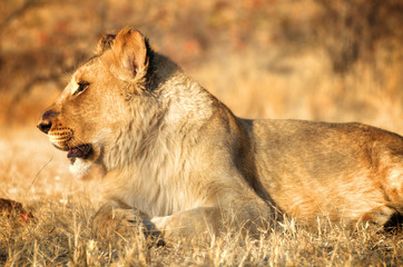 Amazing Lion in wildlife - Zimbabwe, Africa