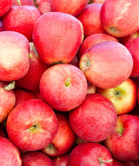 Fototapeta na wymiar Red Gala apples on display