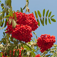Vogelbeeren - Sorbus aucuparia