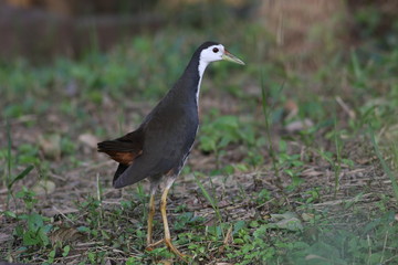 White-breasted Waterhen