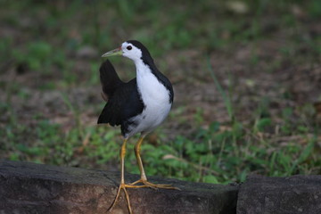 Fototapeta premium White-breasted Waterhen