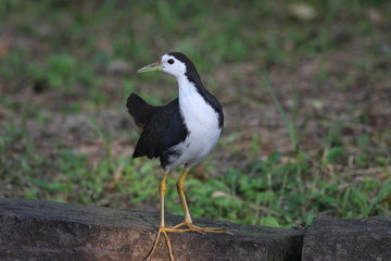 White-breasted Waterhen