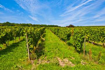 Fototapeta na wymiar beautiful grapes in the vineyard