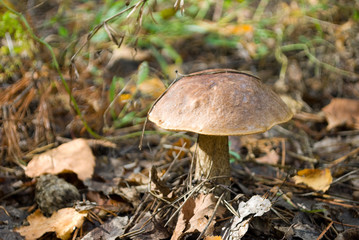 Mushroom