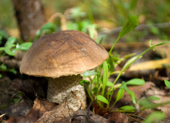 Mushroom