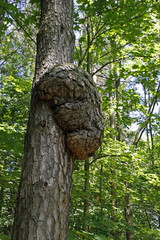 Riesige Maserknolle an einem Baum