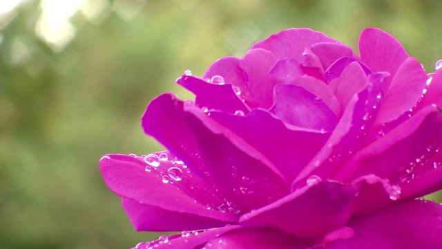 purple rose drop water