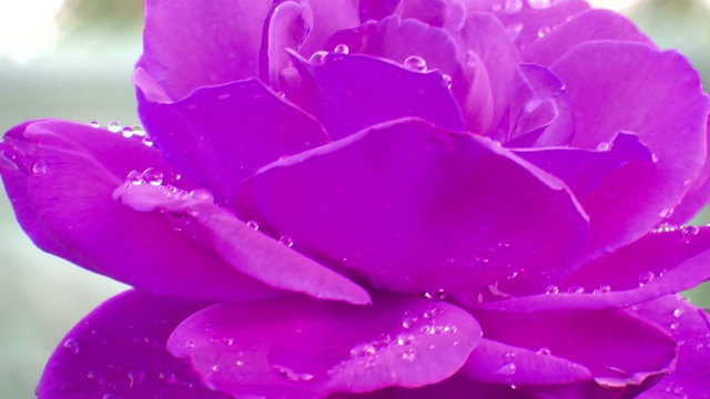 purple rose water drop