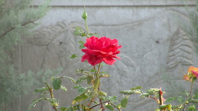 Red Rose rain garden