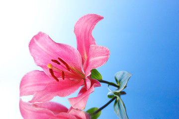 Pink lily flower on blue background with reflection