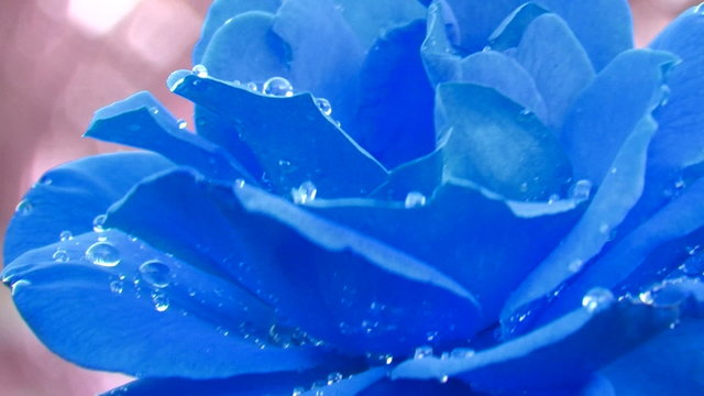 Blue rose water drop