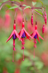 Fuchsie